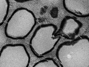 Mimicking a sweet solution to mop up pollution