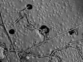 Soil bugs munch on plastics