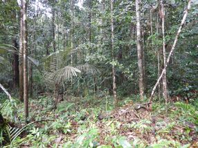 Surprise from the jungle soil