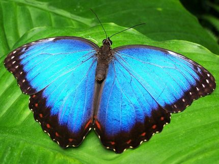 Color effects from transparent 3D-printed nanostructures