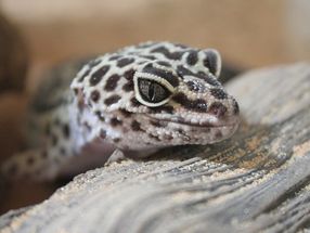 Tiny light detectors work like gecko ears