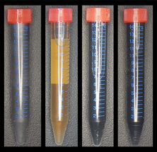 Will your future computer be made using bacteria?