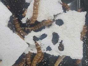 Superworms digest plastic, with help from their bacterial sidekicks