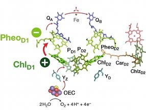 New findings on energy conversion during photosynthesis
