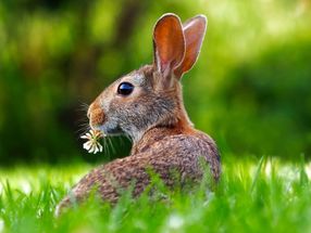 World's first toxicology testing strategy without animal testing adopted by OECD