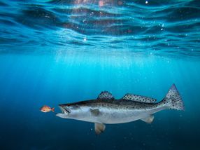 Trajan Group acquires Axel Semrau