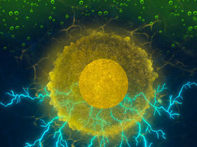 Extract from a common kitchen spice could be key to greener, more efficient fuel cells