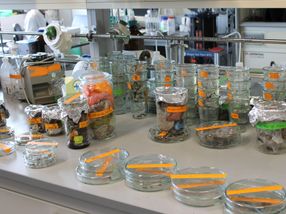 Biodegradable plastic particles in finished compost