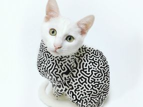 New Fur for the Quantum Cat