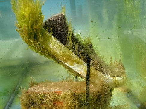 A sea change for plastic pollution: new material biodegrades in ocean water - Marine microorganisms found to feast on new polyurethane materials used in a startup's sustainable shoes