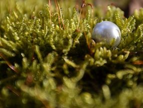 Study pinpoints role of proteins that produce pearls