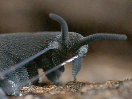 Stiff fibres spun from slime