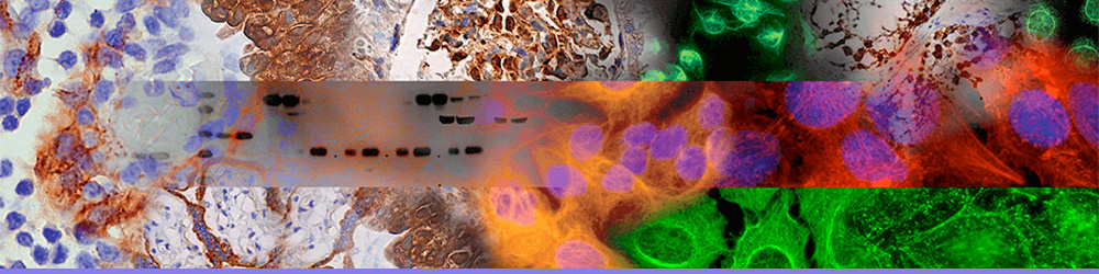 santa-cruz-biotechnology