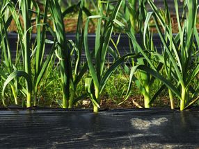 Accurately tracking how plastic biodegrades