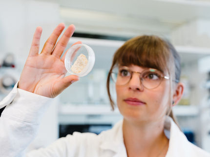 Blue-green algae sugar instead of glyphosate