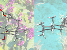 New approach in the synthesis of complex natural substances