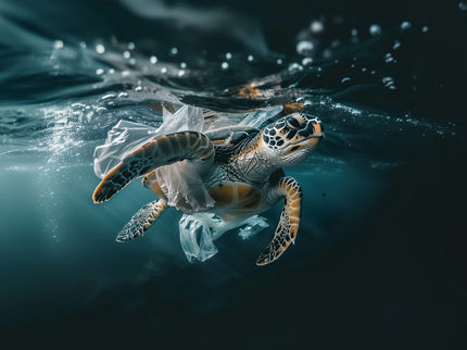 Fungus breaks down ocean plastic