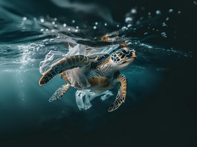 Fungus breaks down ocean plastic