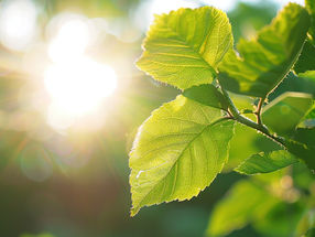 Intricate processes in photosynthesis decoded using advanced electron microscopy technique