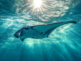 Inspired by nature: biophysicist develops innovative microplastic filters