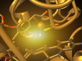 [Fe]-hydrogenase catalysis visualized using para-hydrogen-enhanced nuclear magnetic resonance spectroscopy