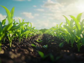 Protein protects biological nitrogen fixation from oxidative stress