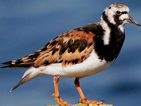 PFAS: Found 180 times more ‘forever chemicals’ in birds