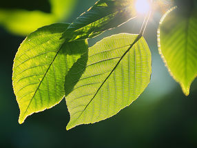 Artificial Photosynthesis: Chemists Mimic Plants