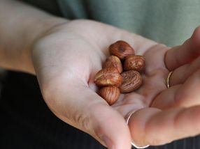 A new method identifies rancid hazelnuts without removing them from the bag