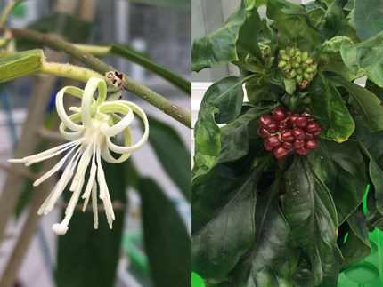Two plant species invent the same chemically complex and medically interesting substance