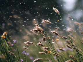 New Test Improves Quality Control of Allergy Therapeutics