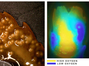 New method for measuring luminescence lifetime offers breakthrough in scientific imaging